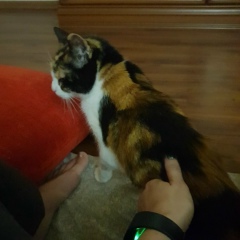 Татьяна Соколова, 03.04.1985, Хайфа