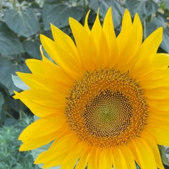 Ирина Бреславец, 18.08