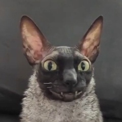 Ирина Борисенко, Санкт-Петербург