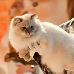 Evgeny Breev, 27.09.1989, Новосибирск