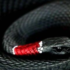 Газияв Алибеков, 10.09.1988, Москва