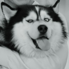 Станислав Ляшенков, 19.11.1985, Нижний Новгород