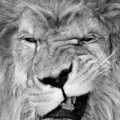 Артур Тур, Грозный