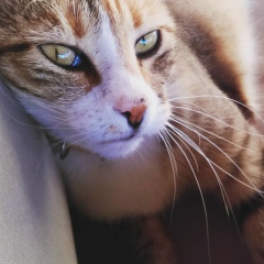 Елена Костенко, 25.07, Киев