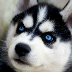 Дмитрий Бельхин, 14.06.1998, Кривой Рог