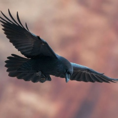 Вячеслав Викторов, 30.04.1984, Луганск