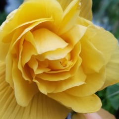 Алевтина Земцова, 09.06.1964, Воткинск