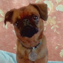 Ирина Лежнина, Йошкар-Ола