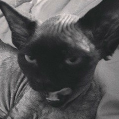 Добрый Gtk, 12.06.1911