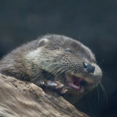 Данияр Елешов, 06.04.1995, Москва