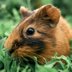 Георг Тырв, 25.03.1990, Москва