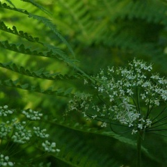 Диана Ленская, 31.03, Санкт-Петербург