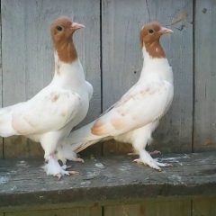 Баха Гафаров, 01.04, Санкт-Петербург