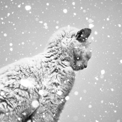 Александр Юшманов, 18.01.1988, Клин (деревня)