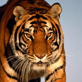 Николай Котов, 18.12.1981, Ставрополь