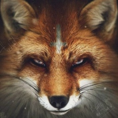 Сигизмунд Абрикосов, 07.04.1920, Санкт-Петербург