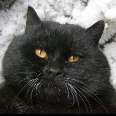 Максим Давлеев, Екатеринбург