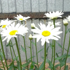 Байрта Цебикова, 09.01.1960