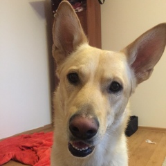 Алексей Чудов, 18.12.1985, Санкт-Петербург