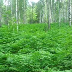 Денис Нотлонов, 25.08.1977, Красноярск