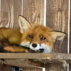 Антон Пакеев, 18.11