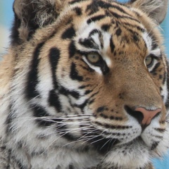 Никита Соболев, 13.05, Москва