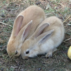Екатерина Тиунова, 20.12.1987, Кольчугино