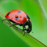 Алтынай Манбаева, 10.11.1980