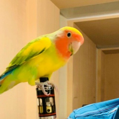 Алексей Шкитин, Самара