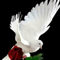 Shwemaw Yawar, 11.02.2004