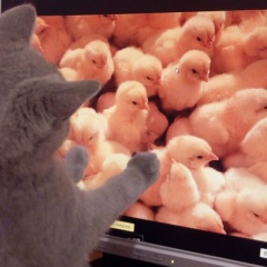 Любовь Жолобко