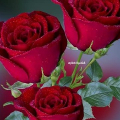 ခ်စ္ႏွင္းဆီ ခ်စ္ႏွင္းဆီ, 13.01.1982