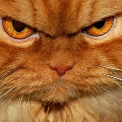 Николай Афанасьев, 22.08, Москва