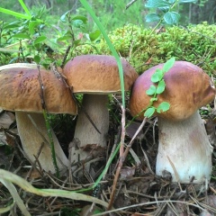 Максим Шейнин, 04.05.1984, Санкт-Петербург