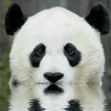 Михаил Покатилов, 01.04.1986, Mannheim