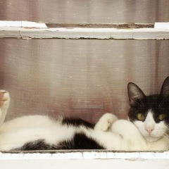 Гуля Таужанова, Омск