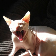 Андрей Варламов, 29.08.1985, Санкт-Петербург