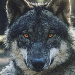 Сергей Бородин, 10.07, Краснодар