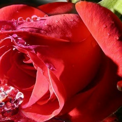 Мария Берендей, 30.08, Новосибирск