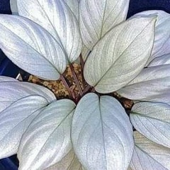 Aye Min Zaw, 20.03.1981