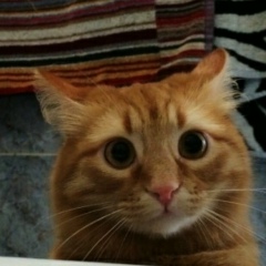 Дмитрий Лен, 01.01.2000