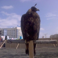 Нурсултан Сундетов, 24.08.1991, San Francisco