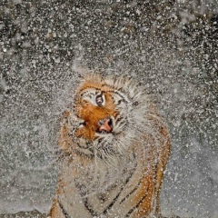 Bek Teleusanov, 22.02, Актау