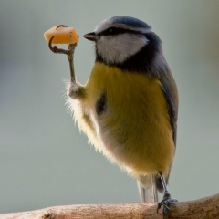 Сов Паучанский, 09.11.1911, Санкт-Петербург