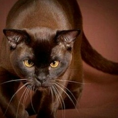 Евгения Курочкина, 11.03.1985, Харьков