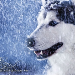 Aro Tigranyan, Ереван