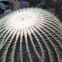 Ilhom Yahyaev, 01.04.1982, Самарканд