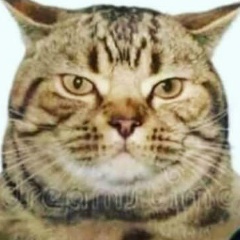 Оксана Коэльйо, Черкассы