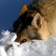 Дмитрий Веселов, 01.06, Санкт-Петербург