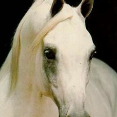 Нурик Жаксылык, 17.12, Кызылорда